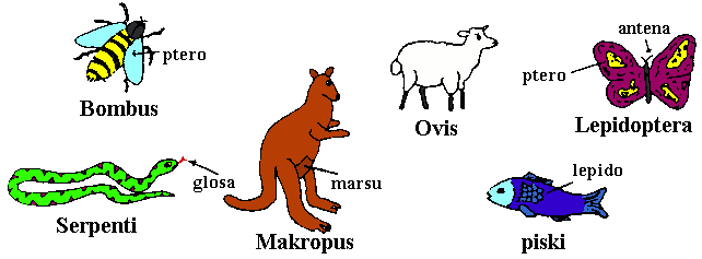 [bee, snake, kangaroo, sheep,
  butterfly, fish]