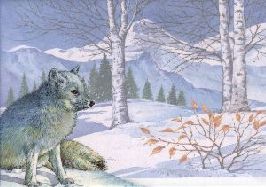 (wolf)